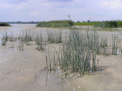 Naturschutzgebiet Haseldorfer Binnenelbe