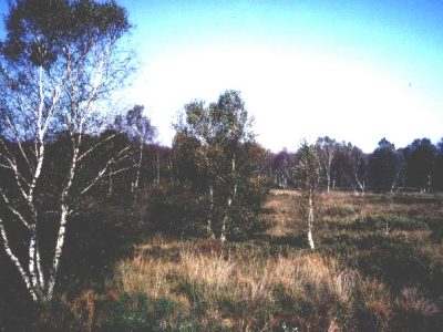 Naturschutzgebiet Herrenmoor bei Kleve